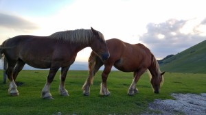 20160627_200142_HDR